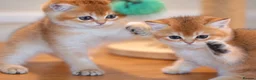British Shorthair cats for sale: GCCF/TICA Stunning Golden BSH/BLH Kittens - Advert 4