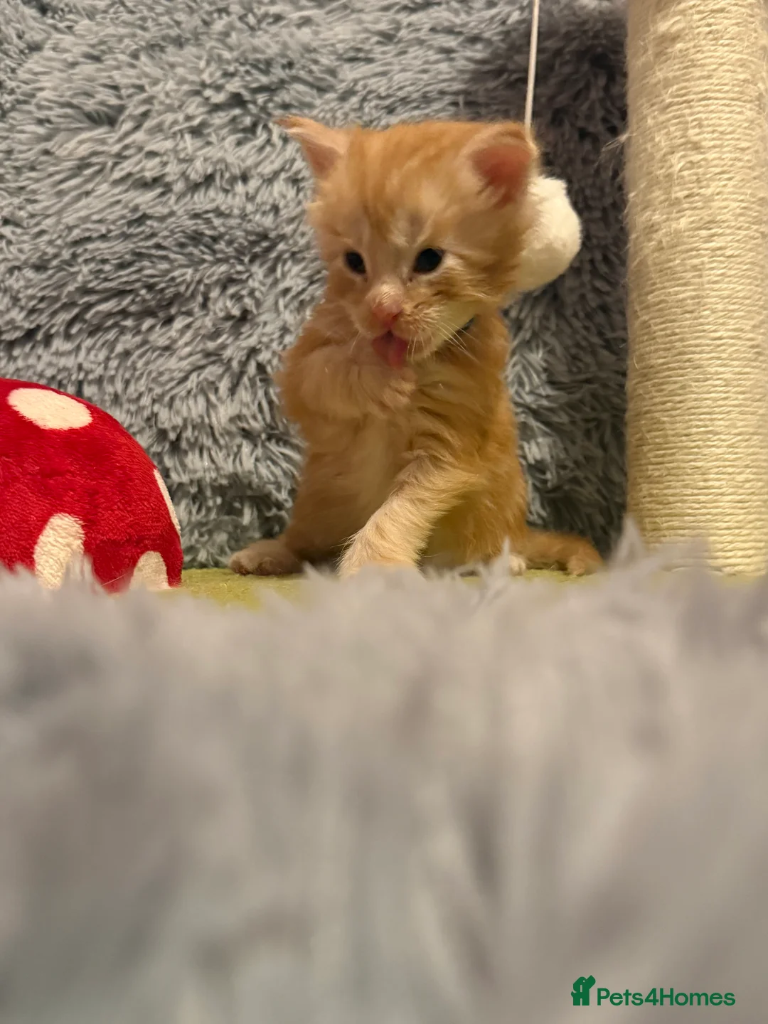 Maine Coon cats for sale: Maine coon kittens reds stunning pedigree’s  - Advert 14