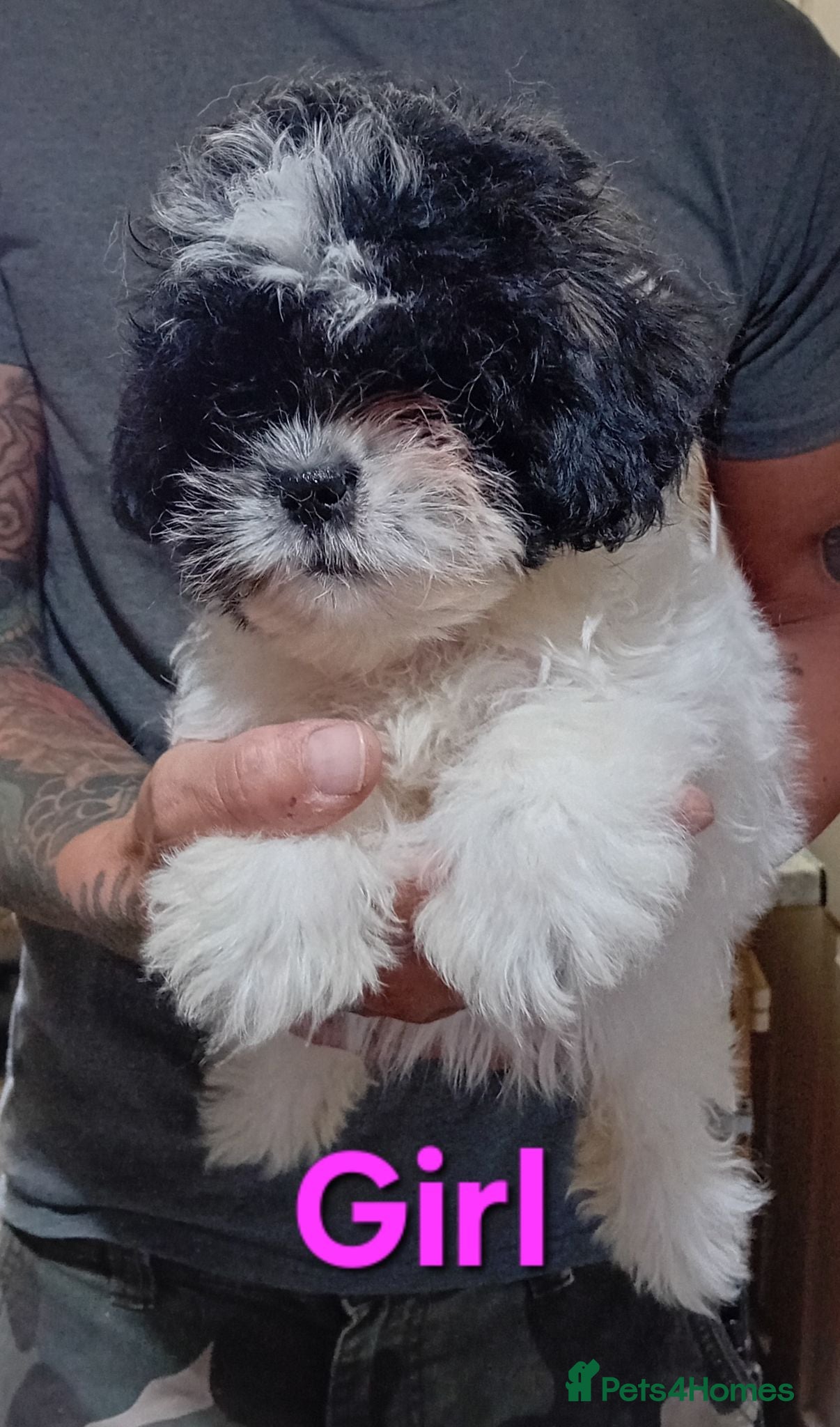 Shihpoo dogs 1 boy, 3 girls available of the Tiniest Puppies  - Advert 1