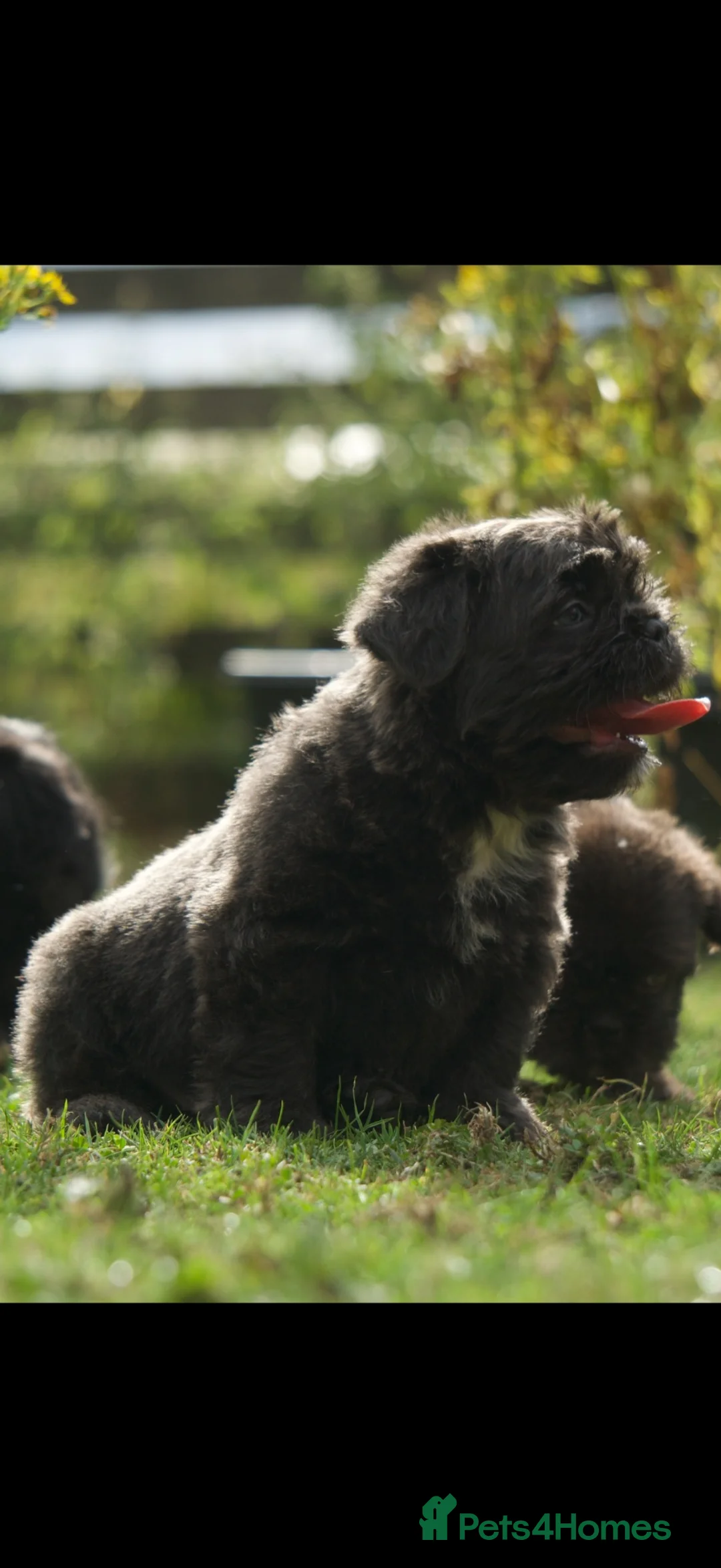 French Bulldog dogs for sale: Fluffy French Floodles  - Advert 2