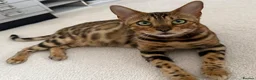 Bengal cats for sale: Outstanding Little Leopards 🐆  - Advert 8