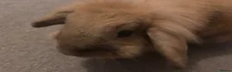 Mini Lion Lop rabbits for sale: Harlequin X mini lion lop - Advert 4