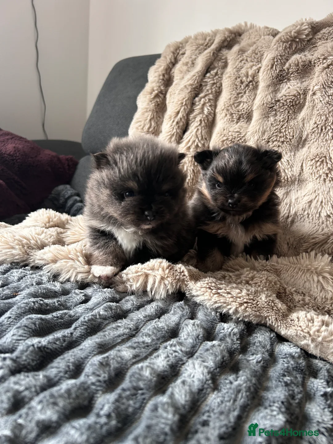 Pomeranian dogs for sale: Cute Pomeranians - Advert 1