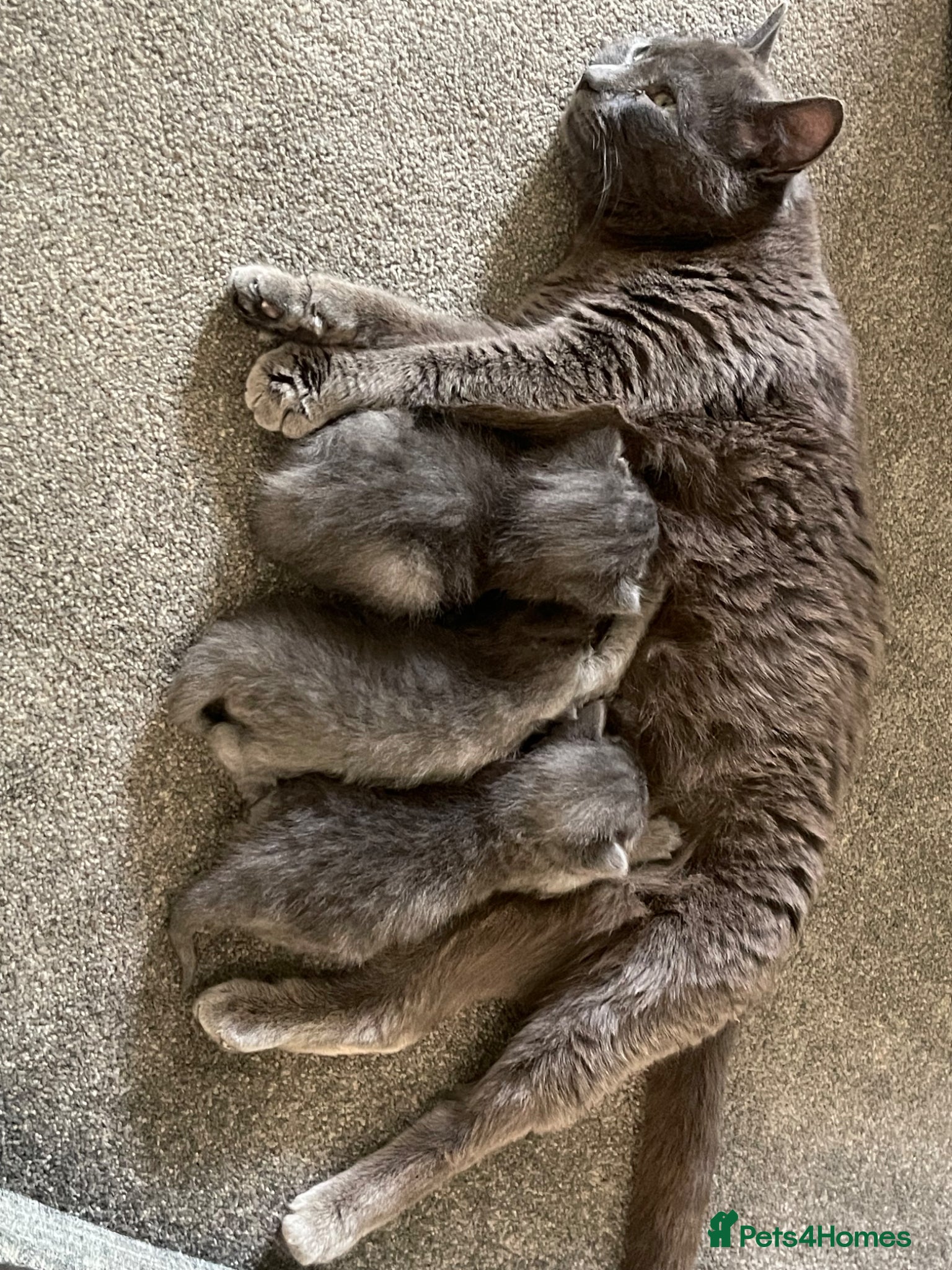 Mixed Breed cats Grey Kittens For Sale - Advert 2