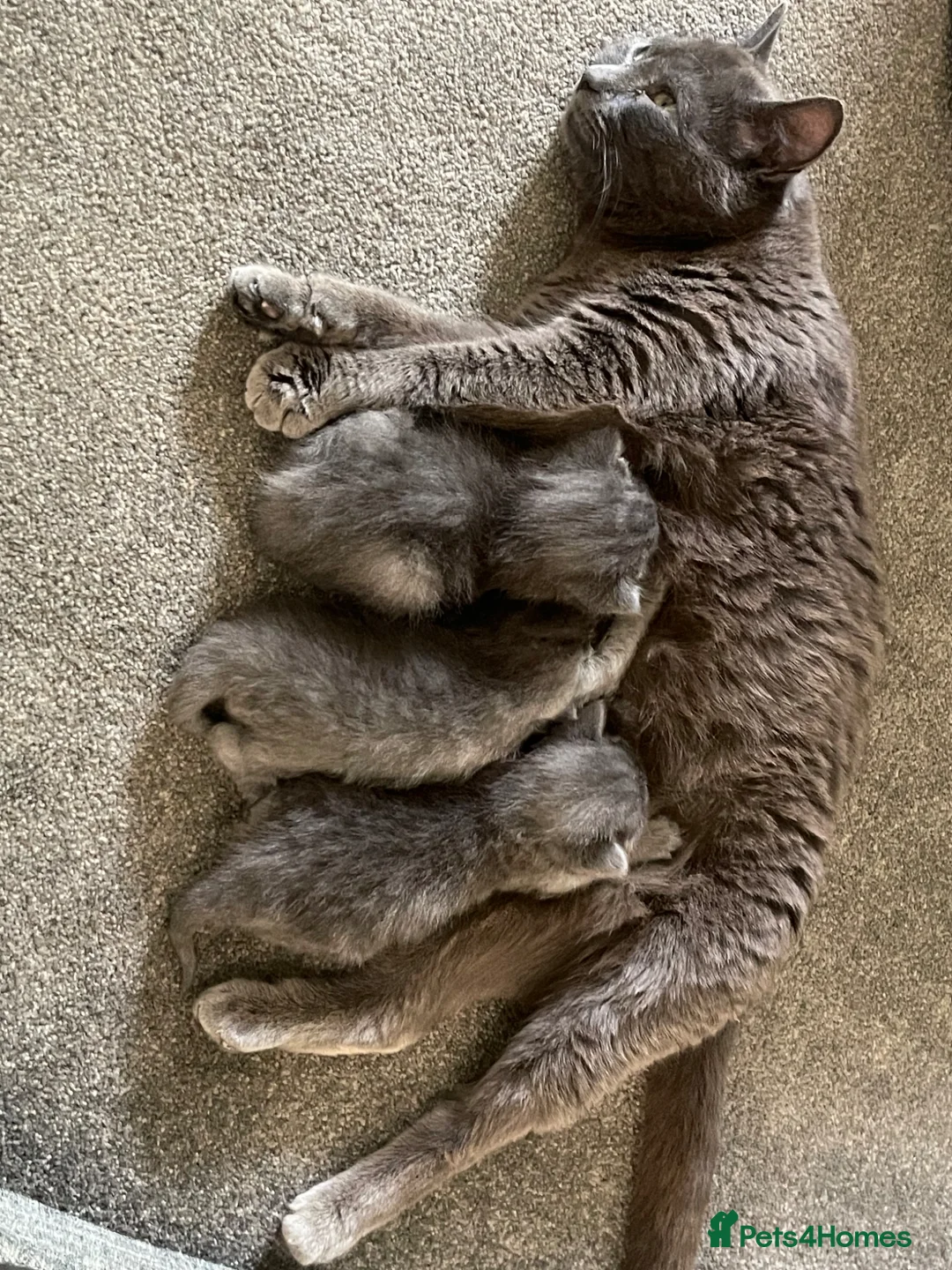 Mixed Breed cats for sale: Grey Kittens For Sale - Advert 1