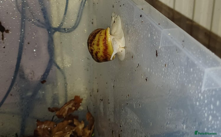 Snails invertebrates - Advert 1