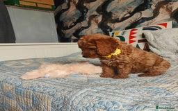 Cockapoo dogs for sale: Cockapoo - Image 9