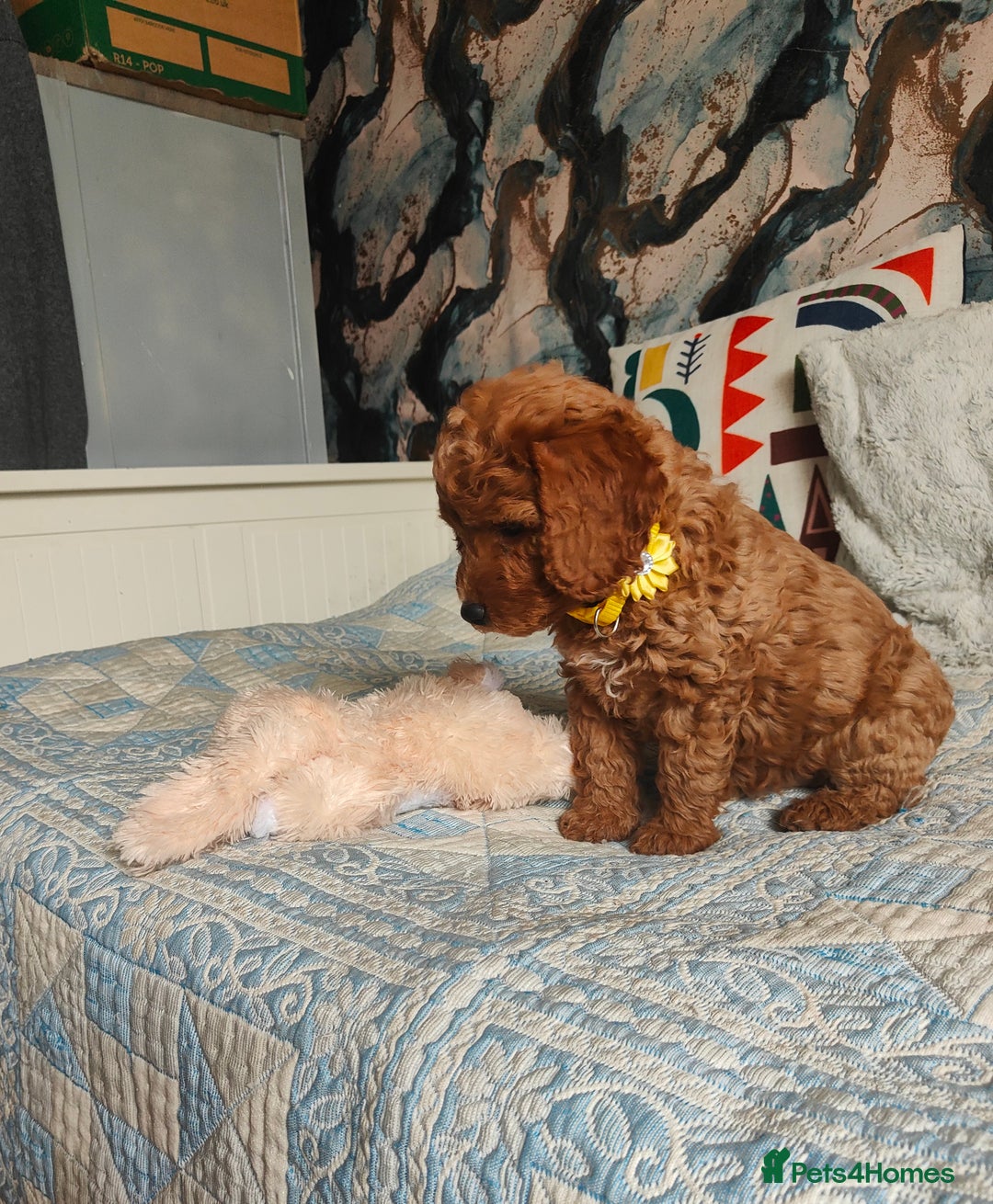 Cockapoo dogs for sale: Cockapoo - Image 9