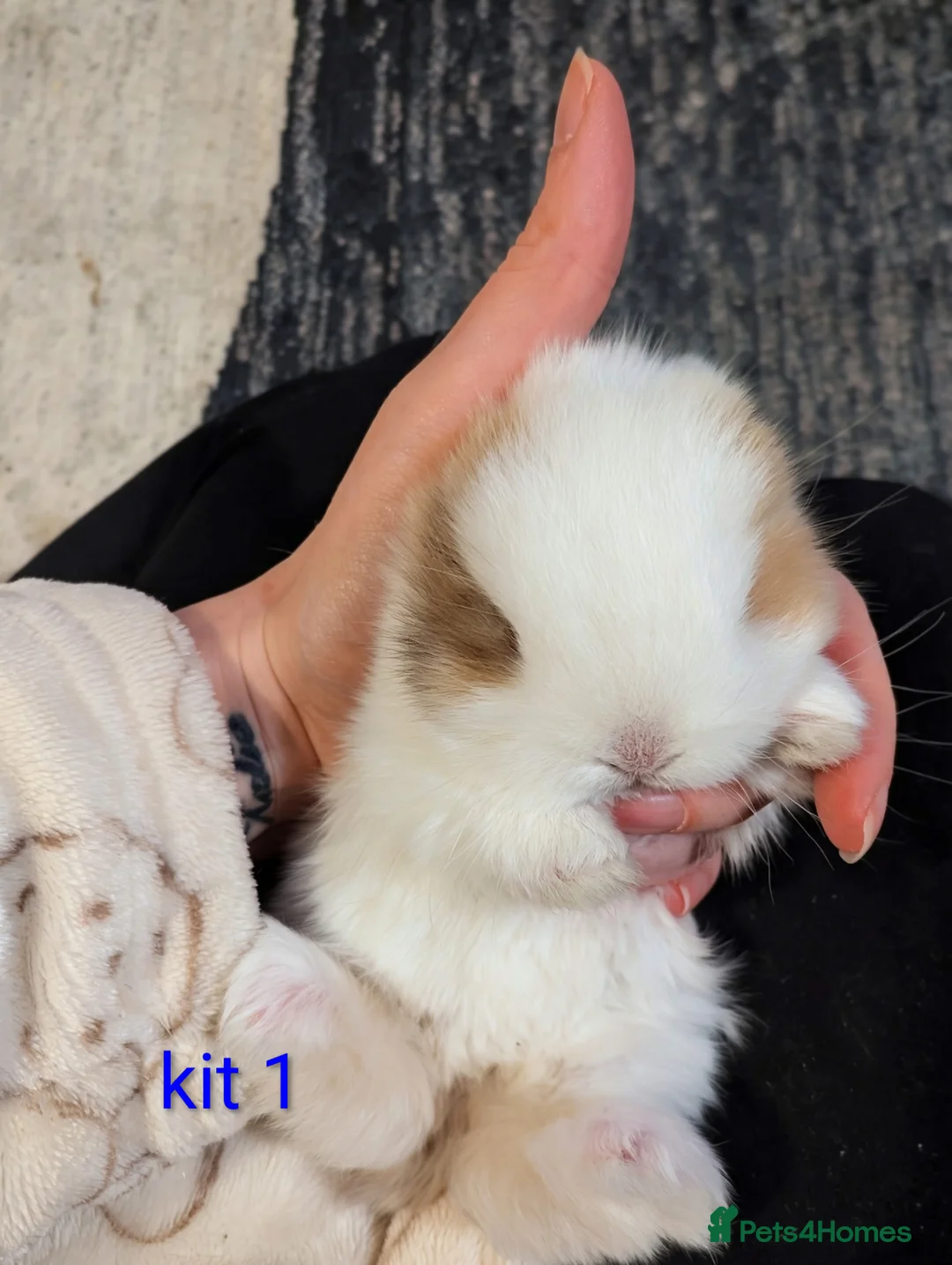 Mini Lop rabbits for sale: Pure bred mini lops (indoor only) - Advert 1