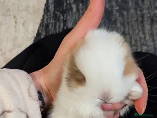 Mini Lop rabbits Pure bred mini lops (indoor only) - Advert 1