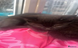 Domestic Shorthair cats for sale: 2 male kittens for sale.  - Advert 3