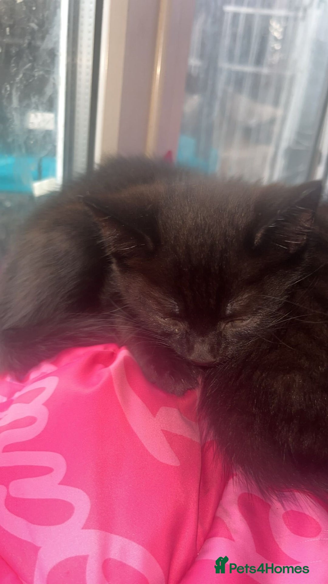 Domestic Shorthair cats for sale: 2 male kittens for sale.  - Advert 3