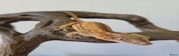 Gecko reptiles for sale: Gargoyle Gecko Stripe Red and Orange Yellow base  - Advert 6
