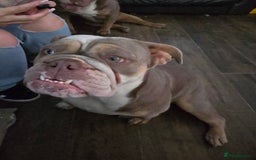 Olde English Bulldogge dogs for sale: Lilo olde English bulldog  - Image 4