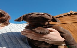 Labrador Retriever dogs for sale: **READY NOW**CHOCOLATE LAB PUPS - Image 20