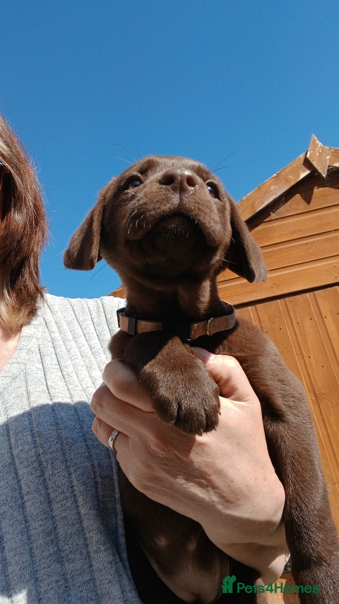 Labrador Retriever dogs for sale: **READY NOW**CHOCOLATE LAB PUPS - Image 20