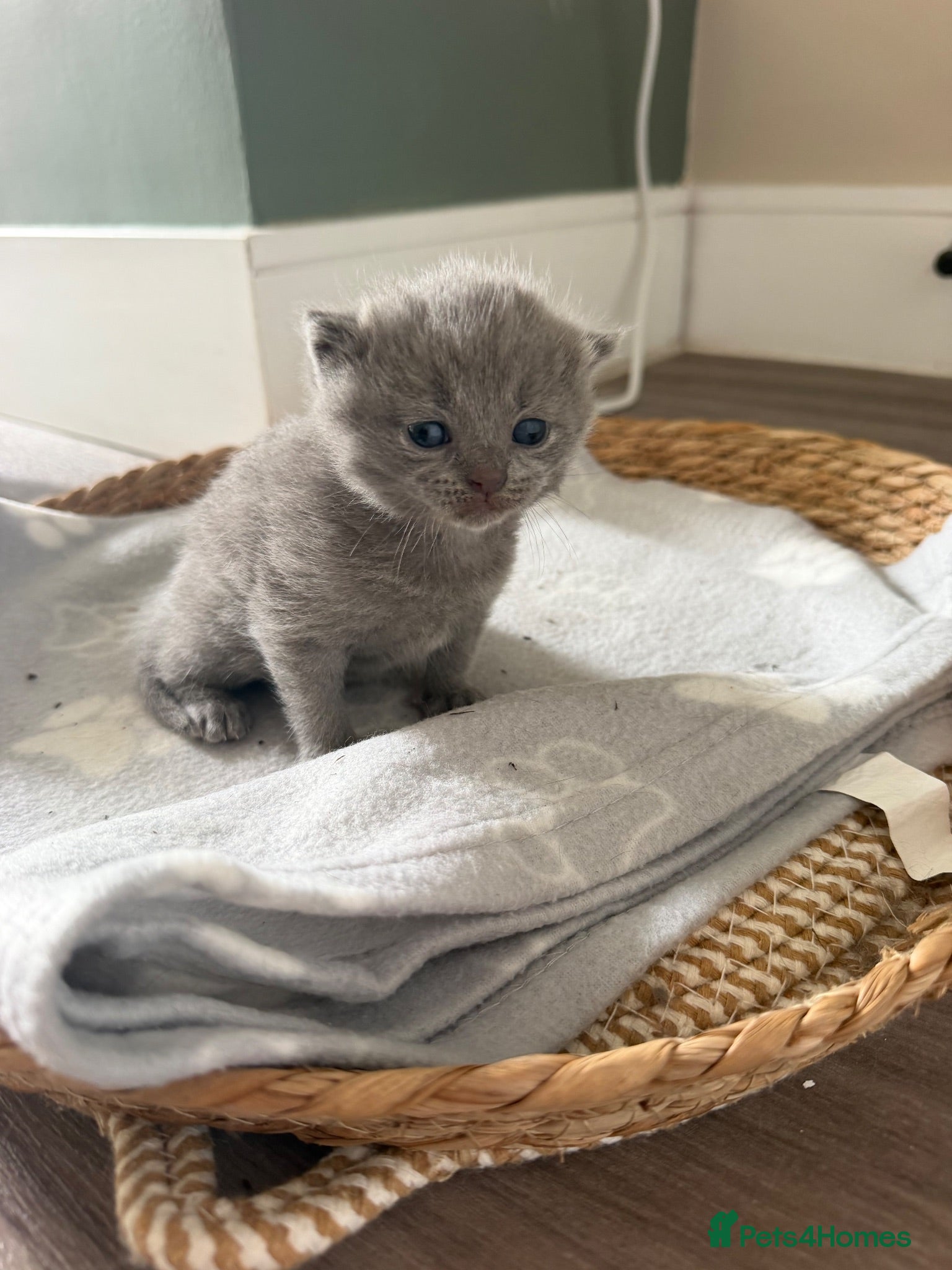 British Shorthair cats British shorthair x British longhair  - Advert 18