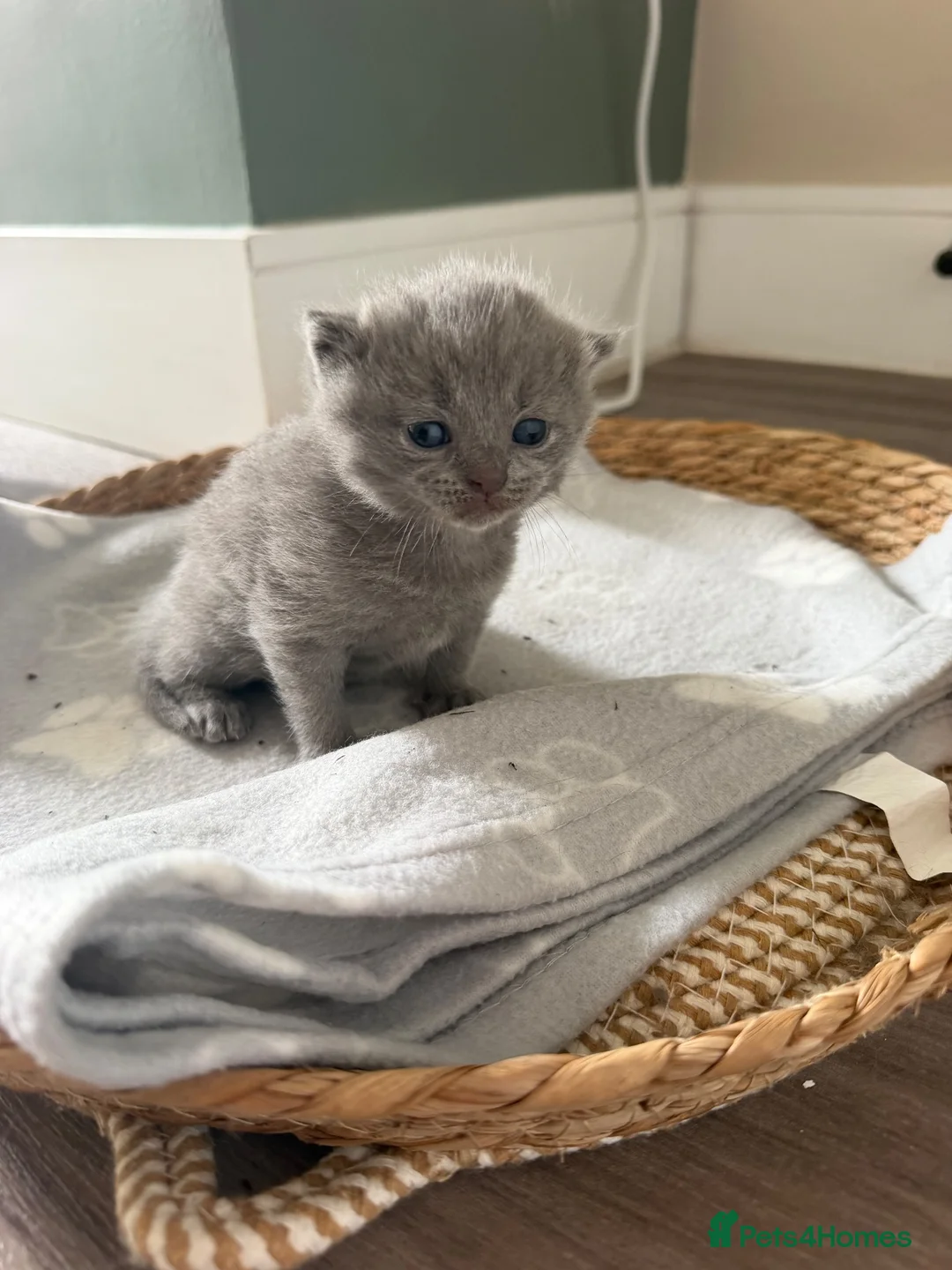 British Shorthair cats for sale: British shorthair x British longhair  - Advert 7