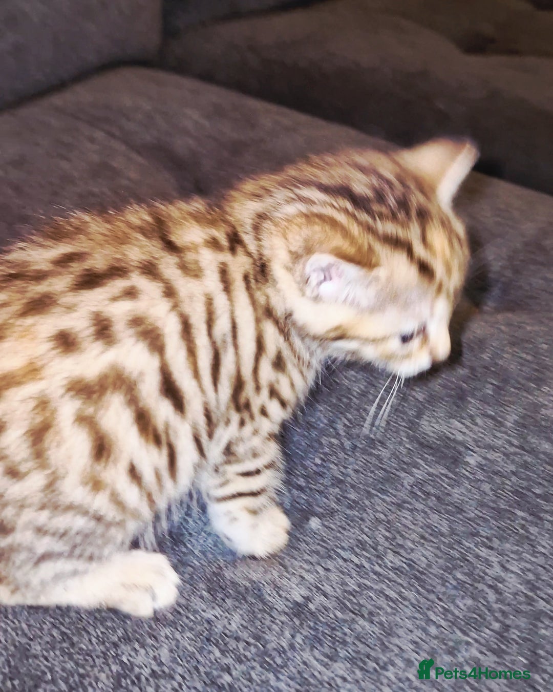 Bengal cats for sale: Absolutely Stunning Bengals  - Image 18