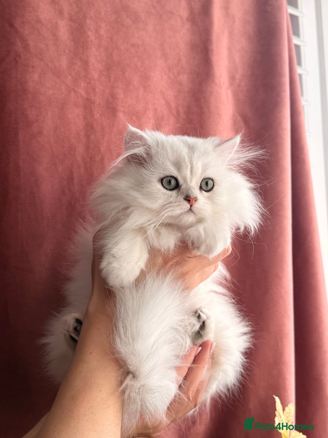 British Shorthair cats for sale: Two stunning sisters READY NOW - Image 7