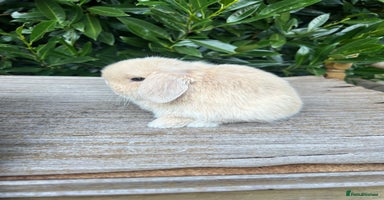 Mini Lop rabbits - Advert 11