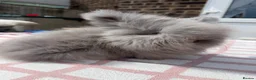 Angora rabbits for sale: pedigree english angoras  - Advert 4