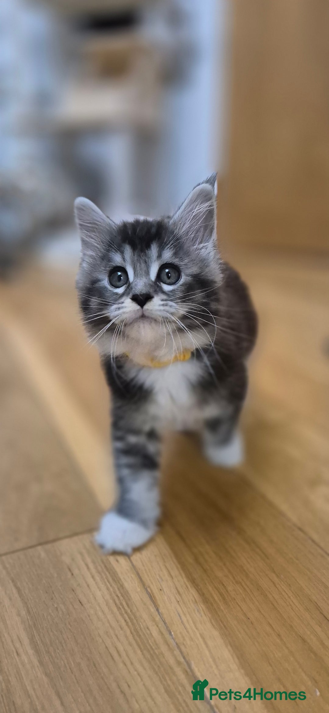 Maine Coon cats for sale: 🎀 Outstanding GCCF Pedigree Maine Coon Kittens 🎄 - Advert 17