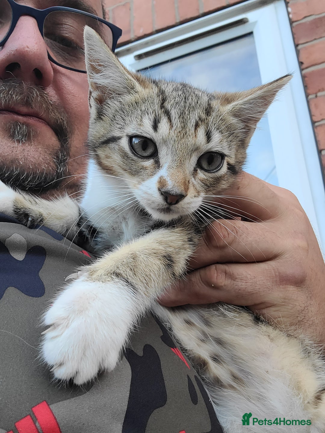 Mixed Breed cats for sale: Adorable male kittens  - Image 4