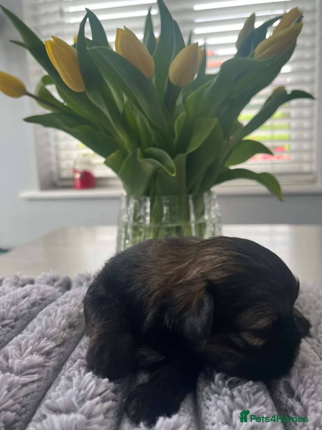 Shih Tzu dogs for sale: Shihtzu puppies for sale in Stoke-on-Trent - Advert 2
