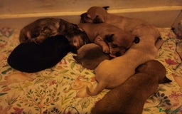 Mixed Breed dogs for sale: Beautiful jackchi puppies  - Image 18