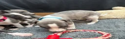Whippet dogs for sale: 💕⭐️KC WHIPPET PUPS⭐️ 💕 - Advert 11