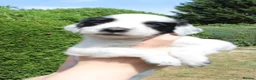 English Springer Spaniel dogs for sale: KC English Springer Spaniel puppies for sale - Advert 6