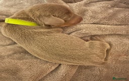 Miniature Dachshund dogs for sale: kc miniature dachshunds  - Image 3