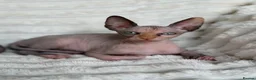 Sphynx cats for sale: Canadian Sphynx Kittens  - Advert 20