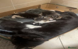 Mixed Breed cats for sale: 3 beautiful kittens  - Image 11
