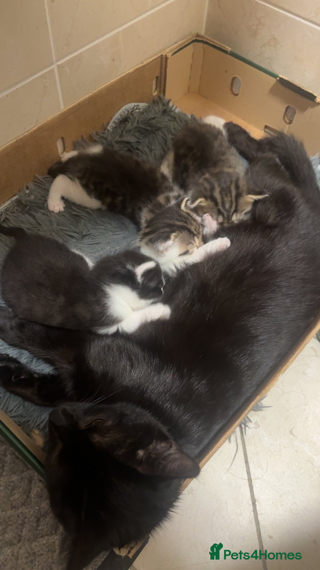 Mixed Breed cats for sale: 3 beautiful kittens  - Image 11