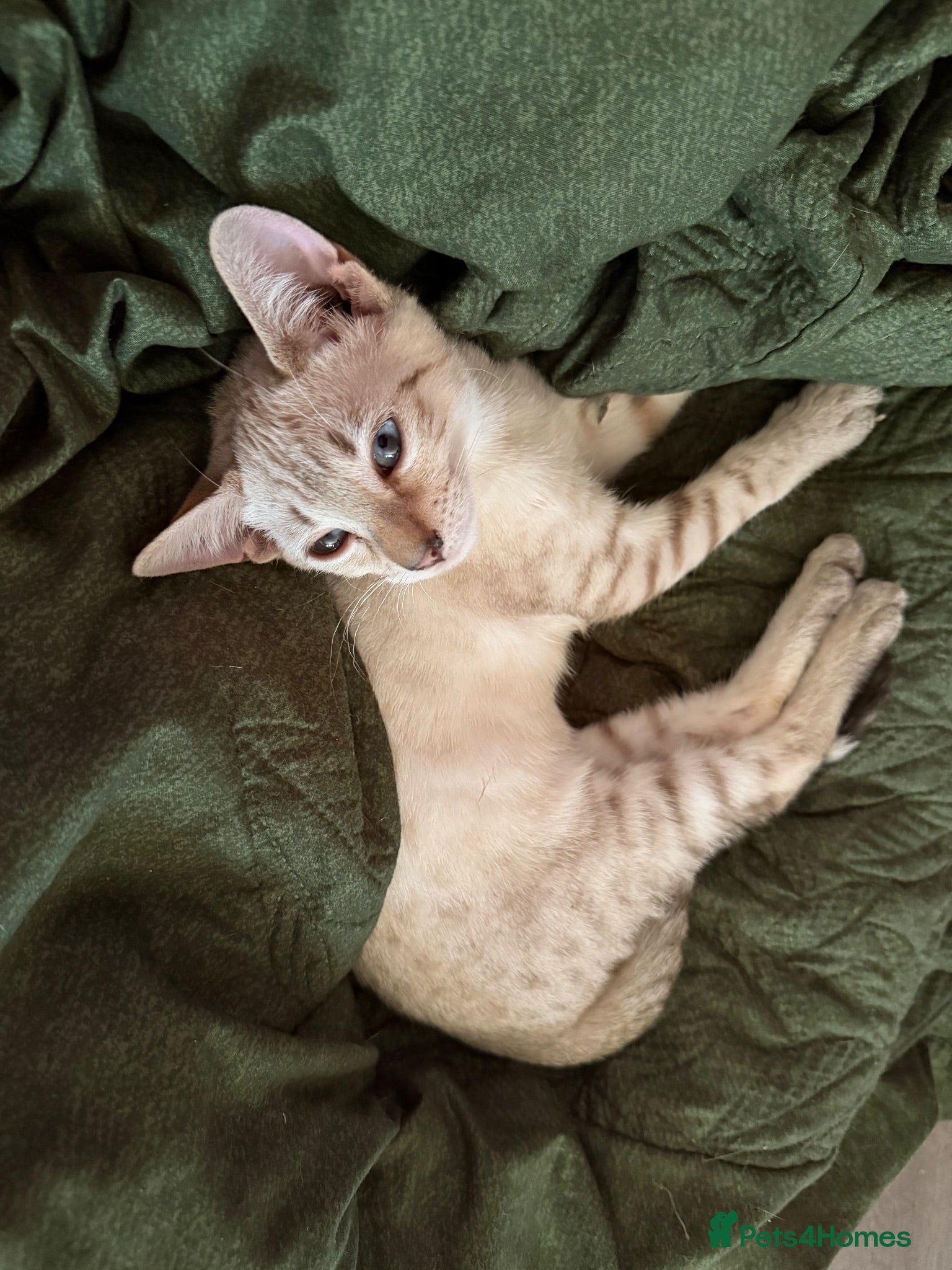Bengal cats  Snow Lynx bengal  - Advert 13