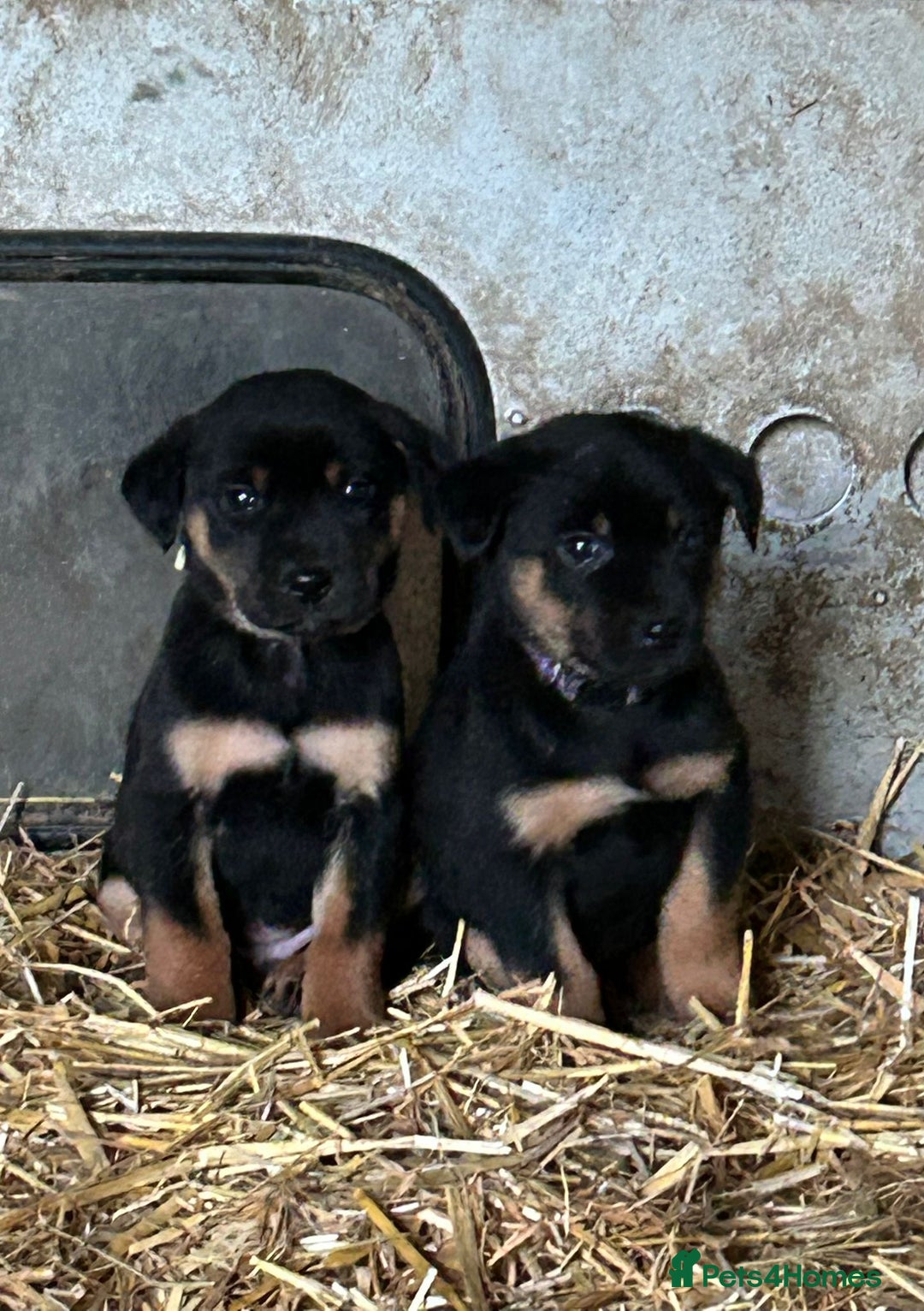 Mixed Breed dogs for sale: Huntaway X Puppies for Sale - Advert 8