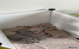 British Shorthair cats for sale: 5 beautiful BSH kittens - Image 1