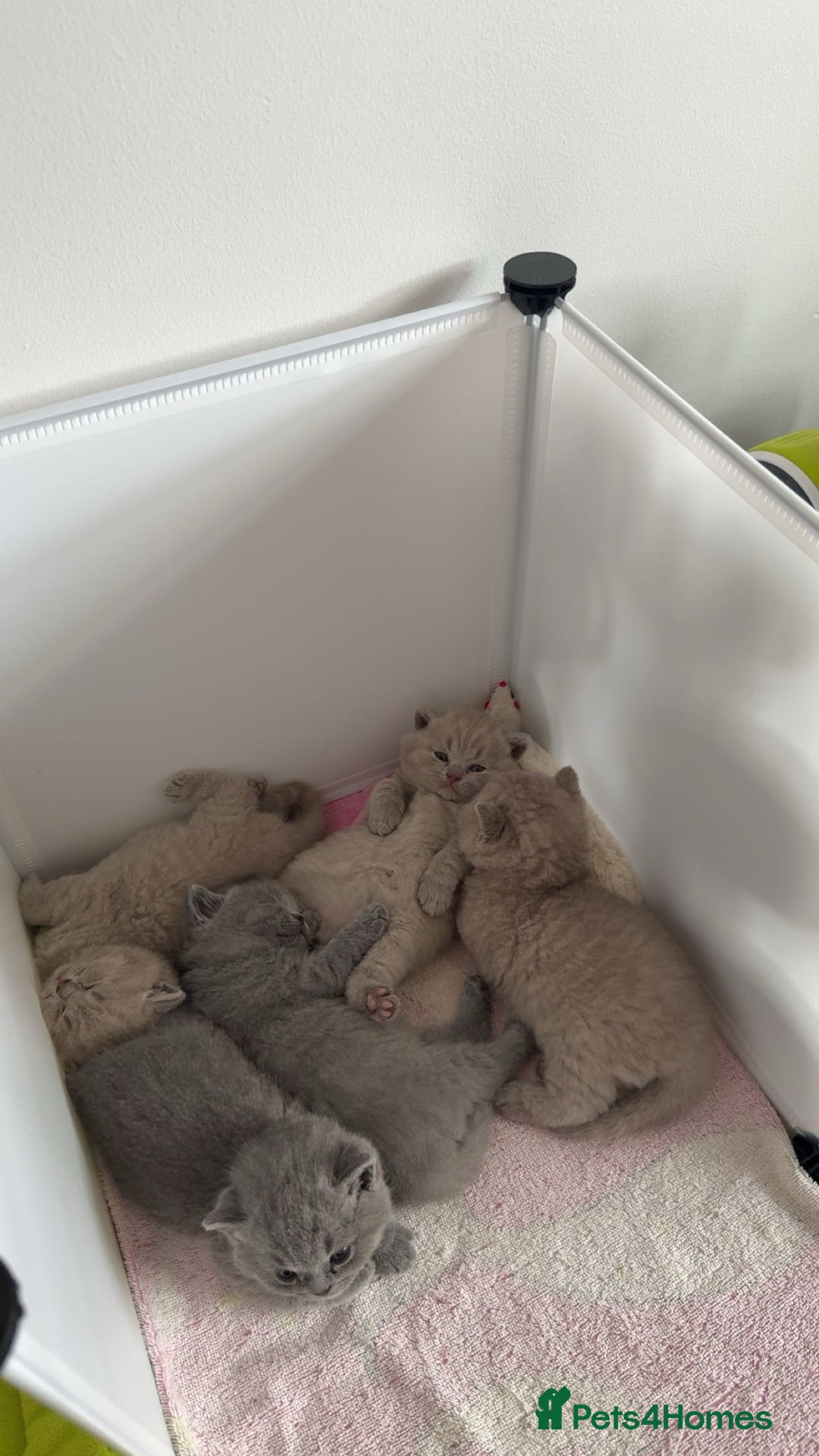 British Shorthair cats for sale: 5 beautiful BSH kittens - Image 1