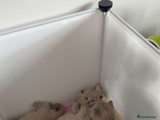 British Shorthair cats - Advert 3