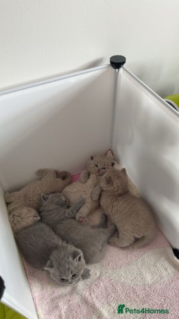 British Shorthair cats - Advert 3