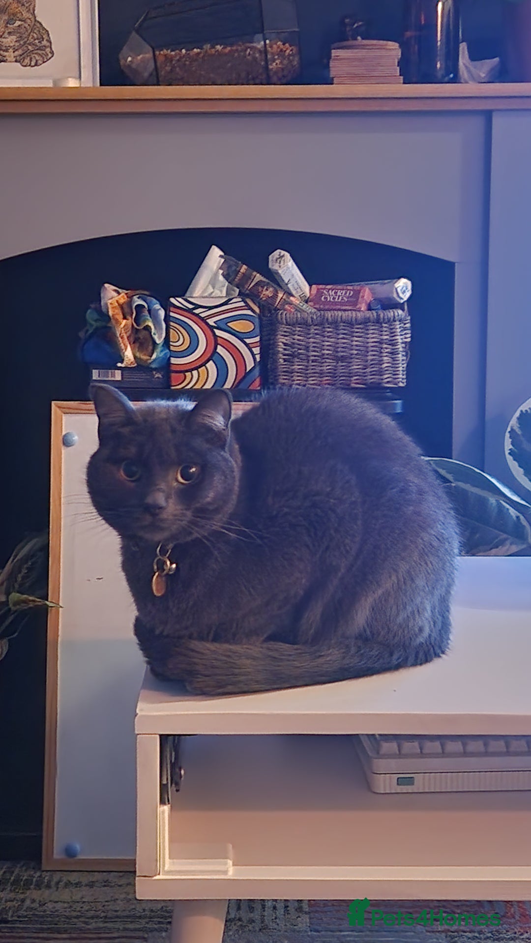 Russian Blue cats for sale: Friendly Indoor Russian blue male (1 year old) - Advert 5