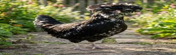 Chickens poultry for sale:  silkie chick's, polish chick's Available  - Advert 15