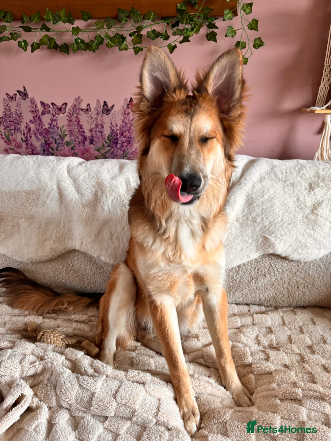 Mixed Breed dogs for sale: Beautiful 6 month female pup  - Advert 1