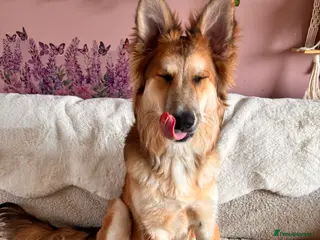 Mixed Breed dogs Beautiful 6 month female pup - Advert 8