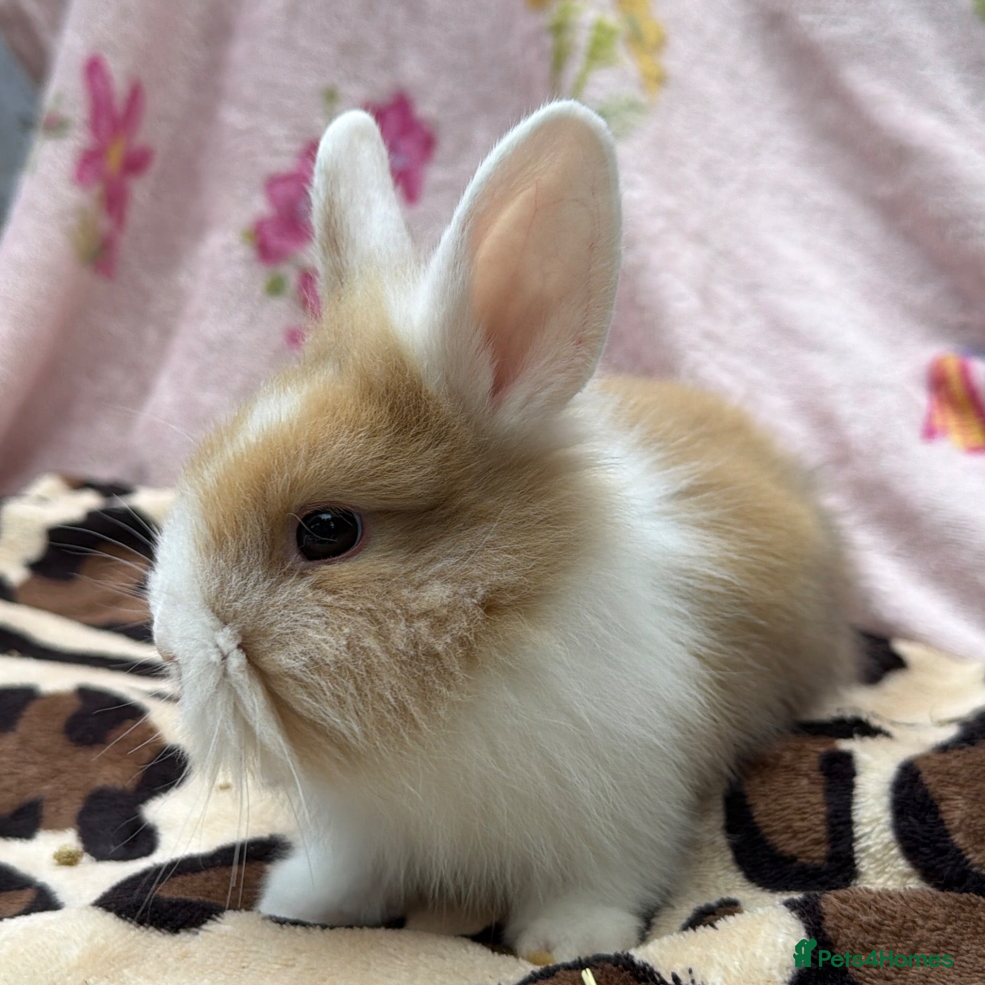 Mini Lion Lop rabbits Ready to reserve , rex lion lops - Advert 8