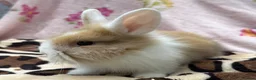 Mini Lion Lop rabbits for sale: 🐰 Dutch x Lion Lop Babies – Ready to Reserve - Advert 1