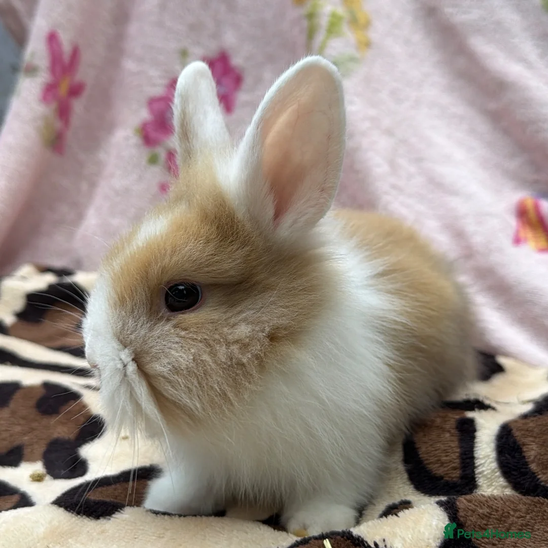 Mini Lion Lop rabbits for sale: 🐰 Dutch x Lion Lop Babies – Ready to Reserve - Advert 1
