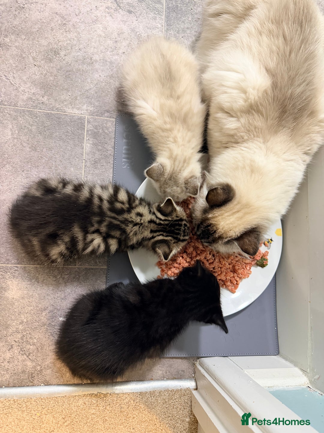 Ragdoll cats for sale: Ragdoll x kittens Championlines - Advert 2